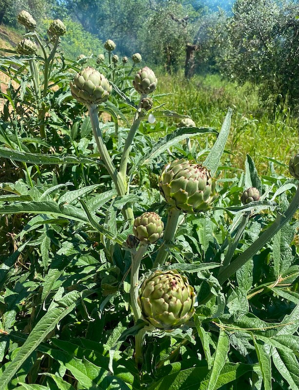 Carciofi