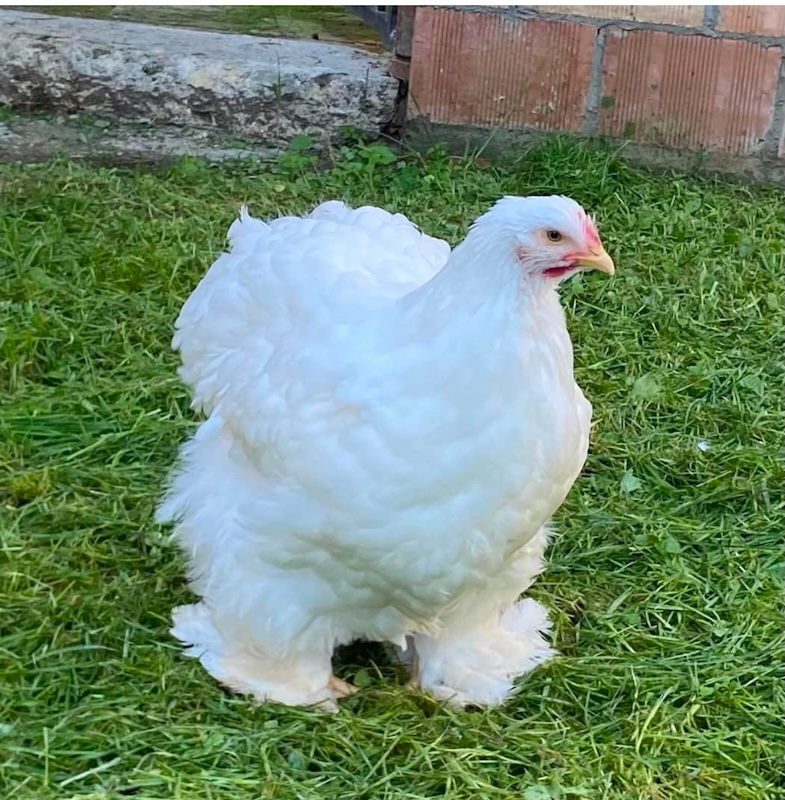 Gallina bianca