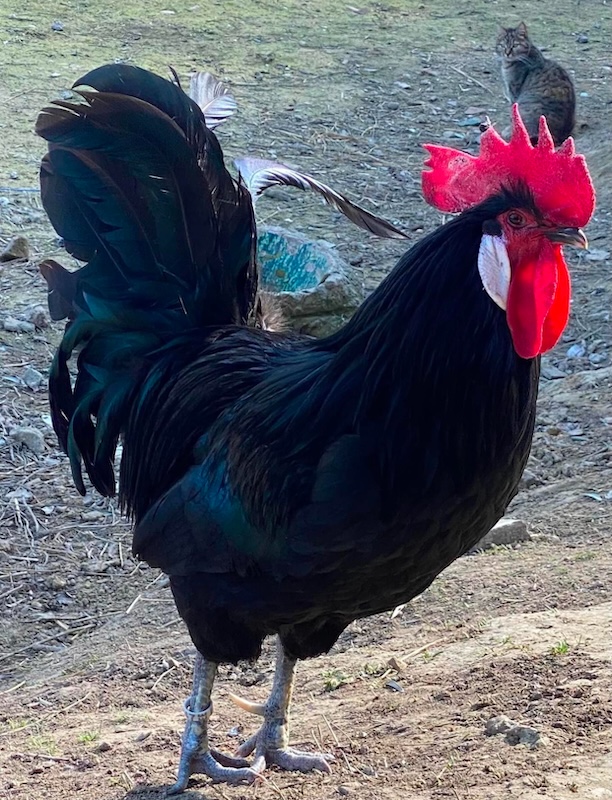 Gallo nero