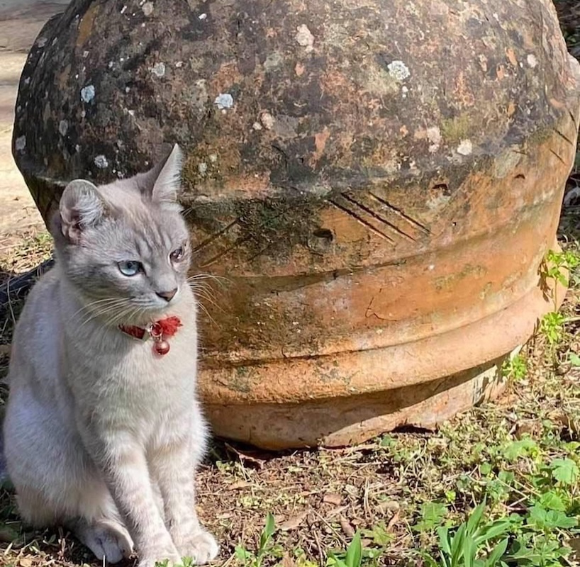 Gatto