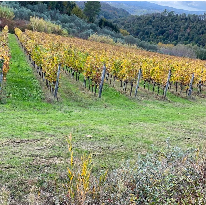 Vigna in autunno