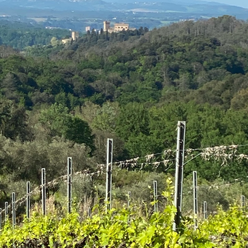 Vigna e panorama