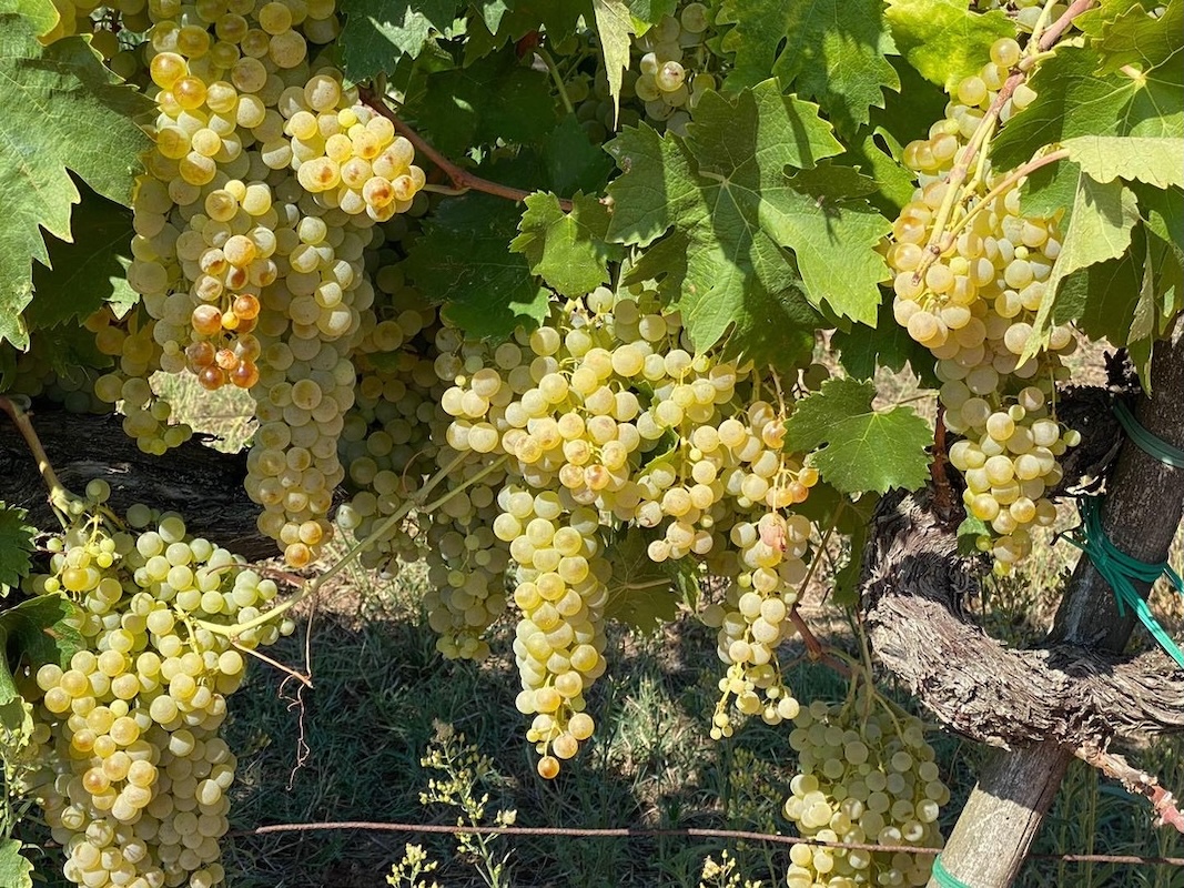 Uva bianca Trebbiano