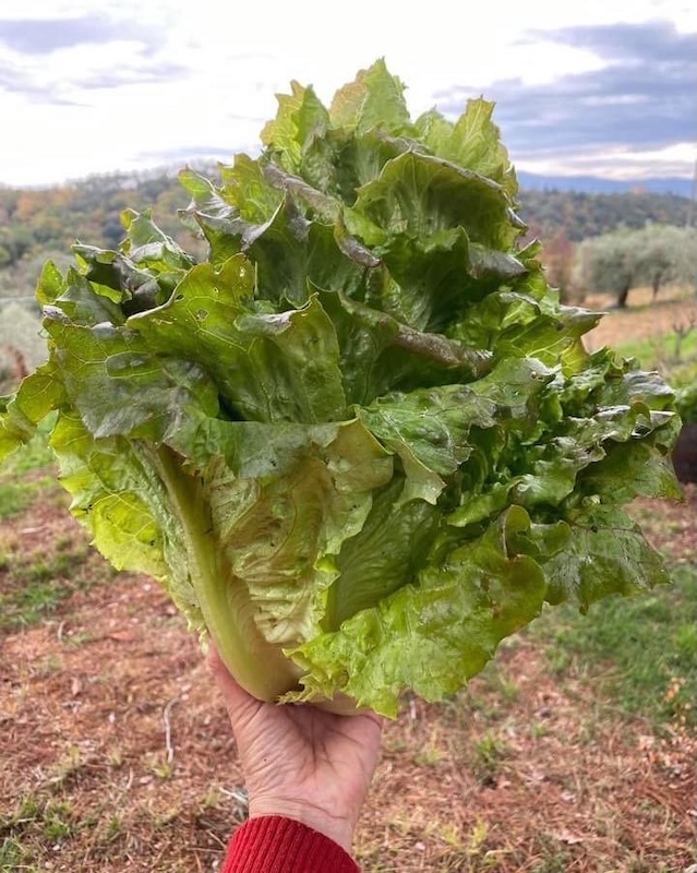 Insalata