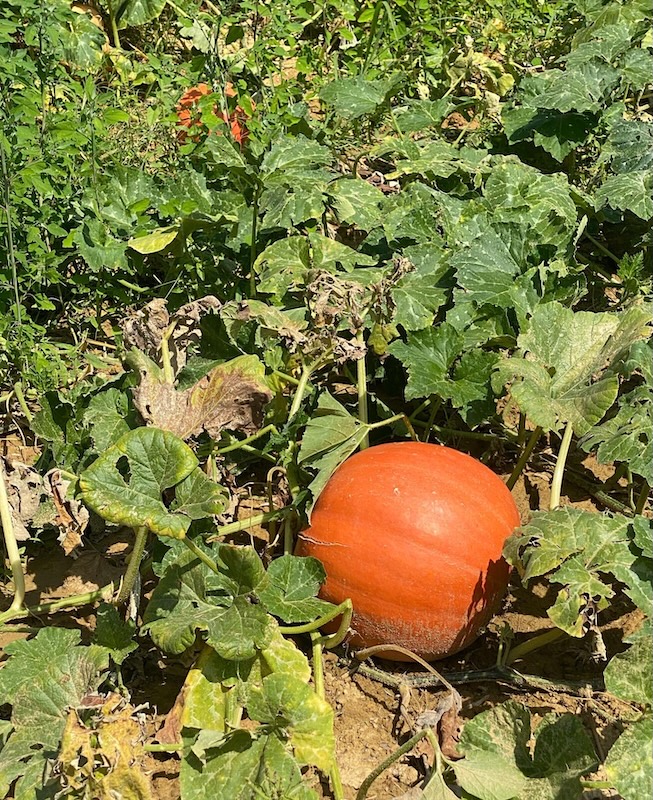 Zucca