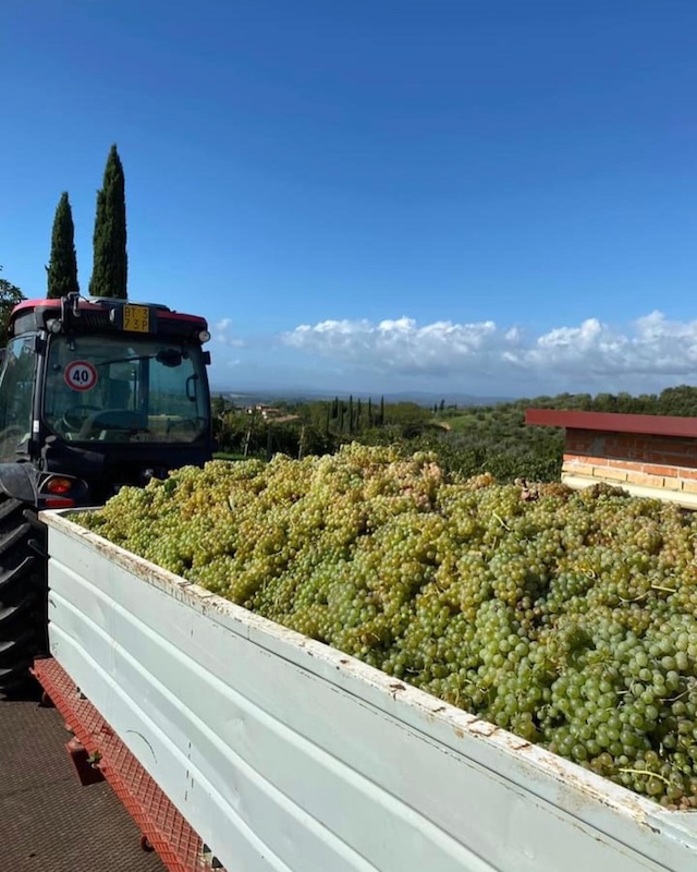 Vendemmia