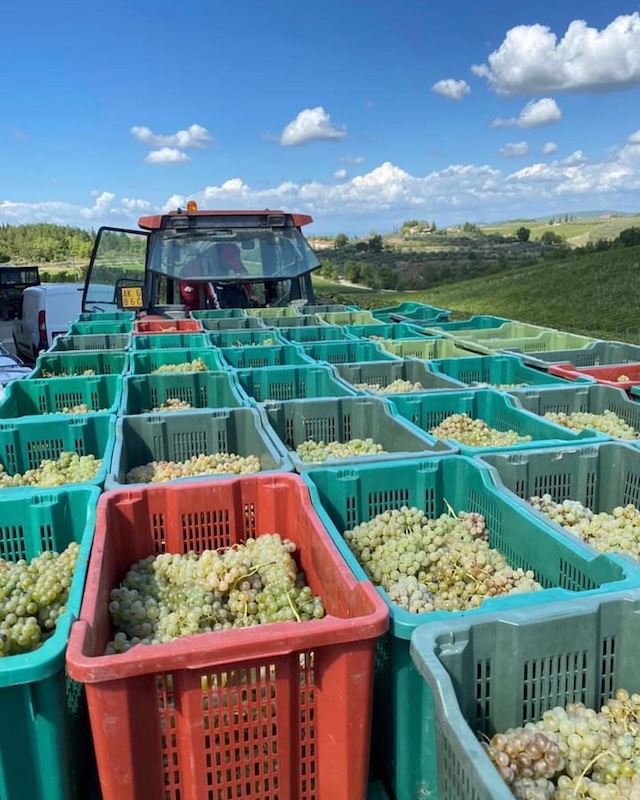 Vendemmia
